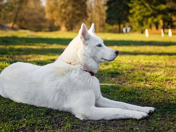 Đi đường gặp chó trắng và những điềm báo bất ngờ