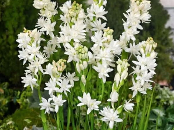 Mơ thấy một bó hoa huệ trắng