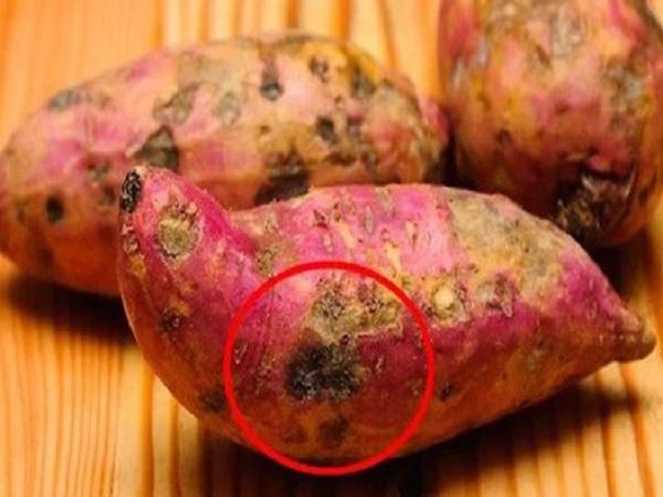 Chiêm bao thấy củ khoai lang thối hoặc hỏng