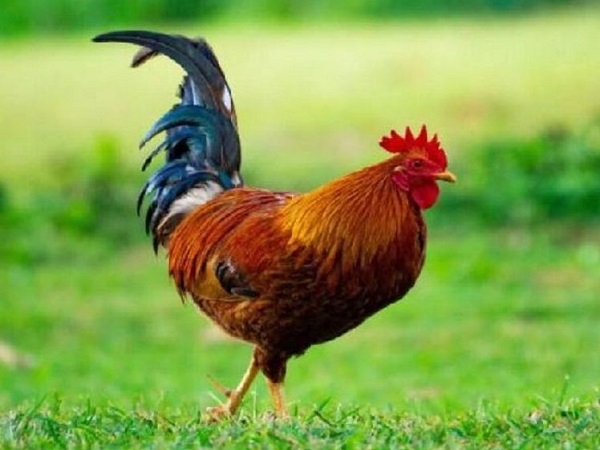 Hình ảnh con gà trong văn hóa Việt