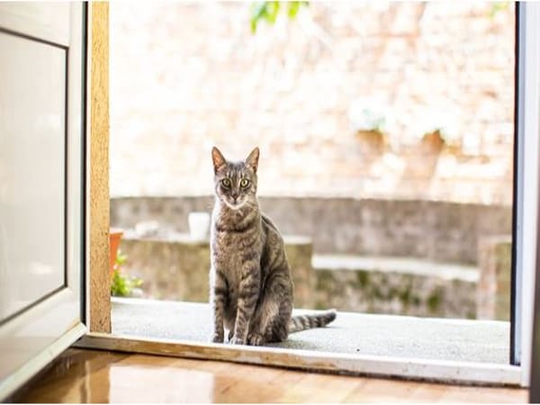 Mèo vào nhà theo góc nhìn dân gian lành hay dữ