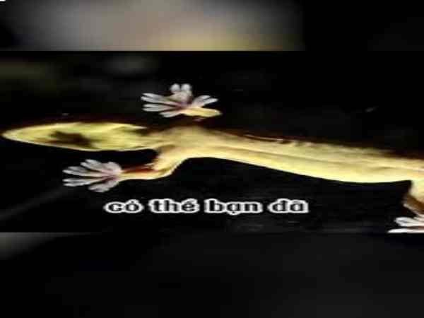 bị thằn lằn ị lên người