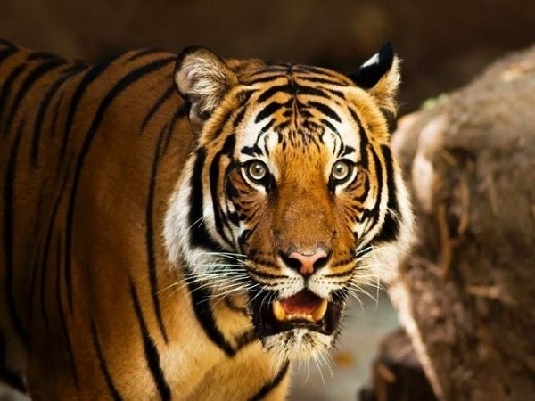 Tổng quan về người tuổi Dần trong tử vi