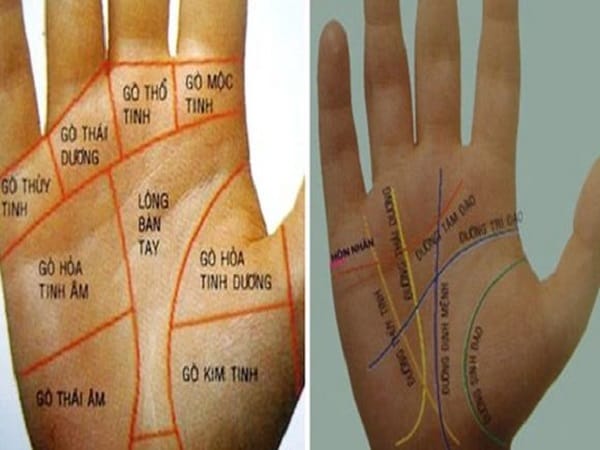 Các gò trên lòng bàn tay phải tiết lộ điều gì?