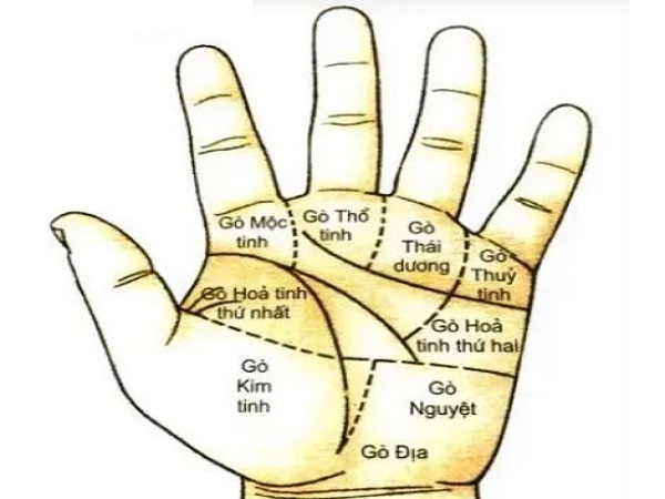 Các gò trên lòng bàn tay trái nói lên điều gì?