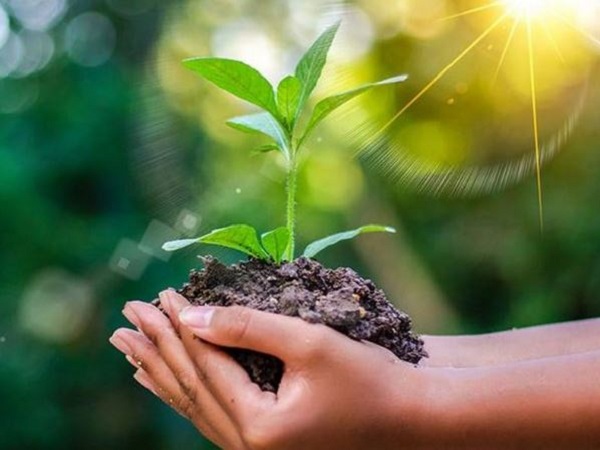 Nằm mơ thấy trồng cây 