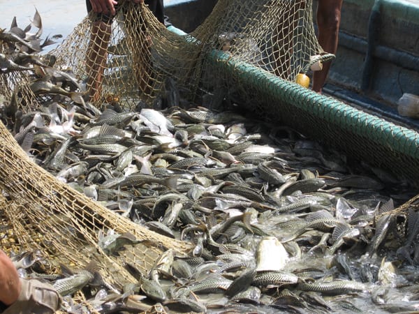 Giải mã nằm mơ thấy bắt được nhiều cá đánh con gì, số mấy trúng thưởng?