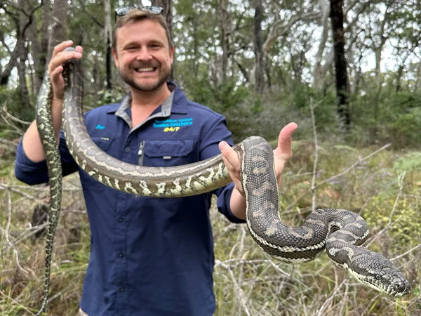 Khám phá nằm mơ thấy bắt rắn là điềm gì, hên hay xui?