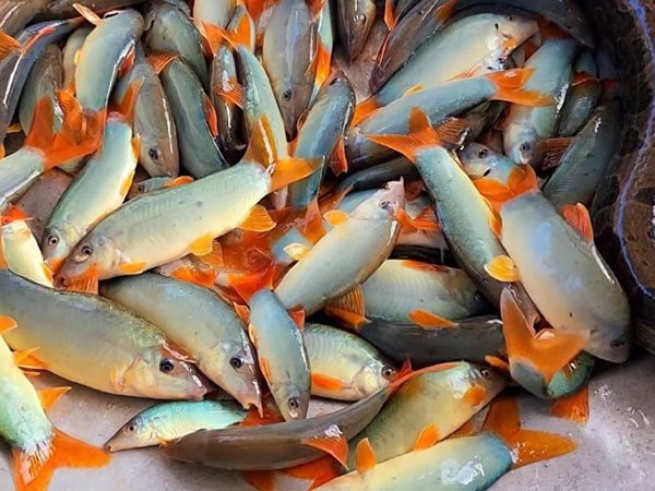 Nằm mơ thấy mua cá là điềm báo gì, chọn con gì chuẩn?