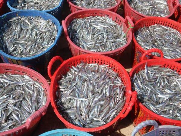 Nằm mơ thấy mua cá là điềm báo gì, chọn con gì chuẩn?