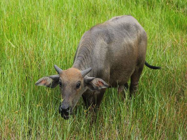 Con số may mắn tuổi Ất Sửu theo giấc mơ sáng thứ 7 Con số may mắn tuổi Ất Sửu theo giấc mơ sáng thứ 7