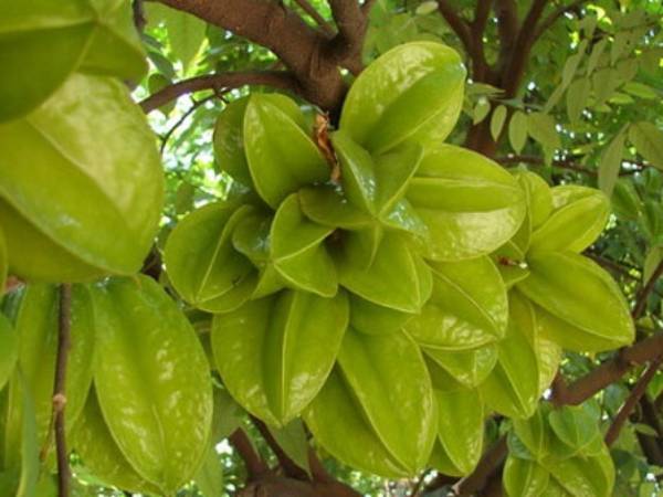 Mơ thấy cây khế trĩu quả mang ý nghĩa gì đặc biệt?