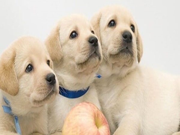 Mơ thấy 3 con chó đánh con gì sẽ mang lại may mắn?