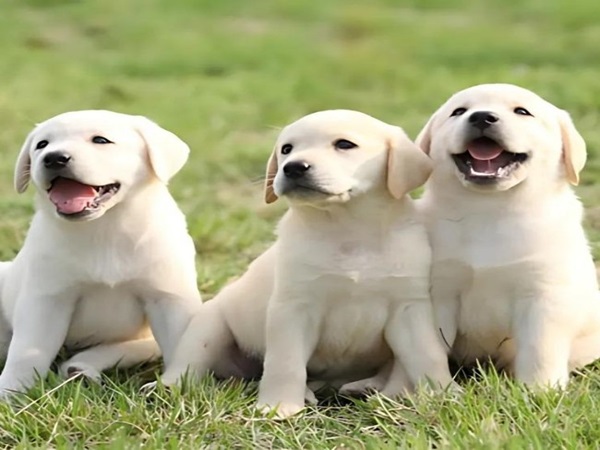 Nằm mơ thấy 3 con chó là điềm gì? Có số nào may mắn?