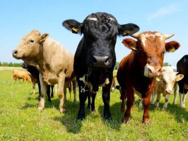 Nằm mơ thấy đàn bò là điềm gì