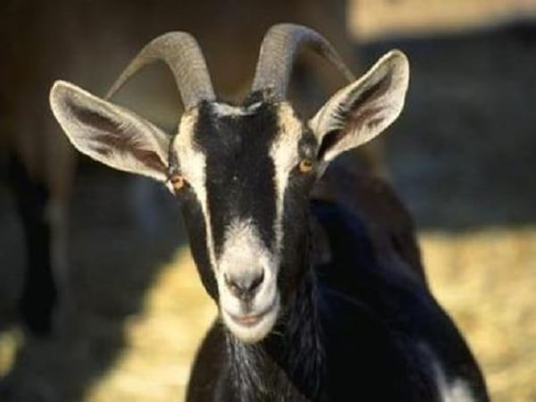 Giải mã chi tiết các trường hợp mơ thấy dê