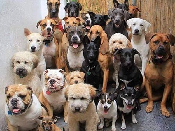 Nằm mơ thấy nhiều chó là điềm gì, số mấy con gì chuẩn?
