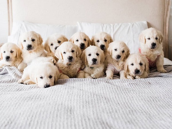 Nằm mơ thấy nhiều chó là điềm gì, số mấy con gì chuẩn?