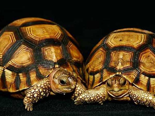 Các trường hợp đặc biệt liên quan đến rùa