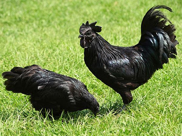 Gà đen số mấy, con gì lộc lá? Nằm mơ thấy gà đen điềm gì?