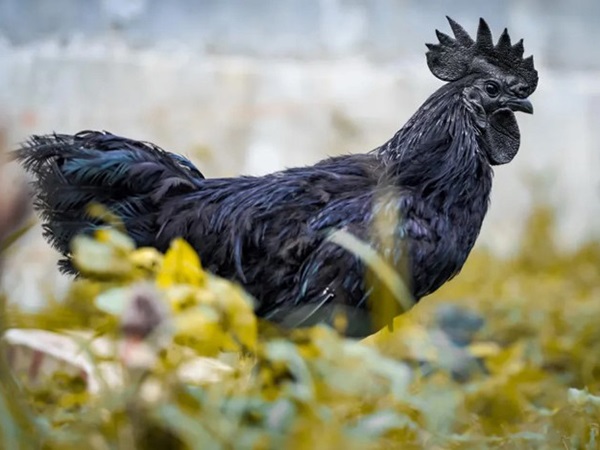 Gà đen số mấy, con gì lộc lá? Nằm mơ thấy gà đen điềm gì?