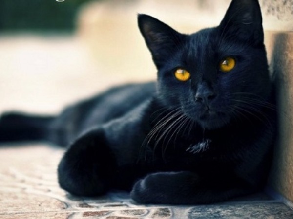 Giải mã mèo đen số mấy và ý nghĩa mèo đen trong tâm linh