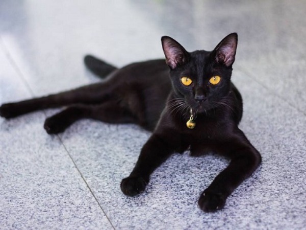 Mèo đen số mấy theo quan niệm dân gian?