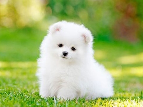 Chó con số mấy, chó con là số bao nhiêu mang lộc lớn?